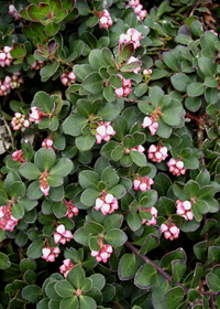 Arctostaphylos uva-ursi 'Alaska'                  